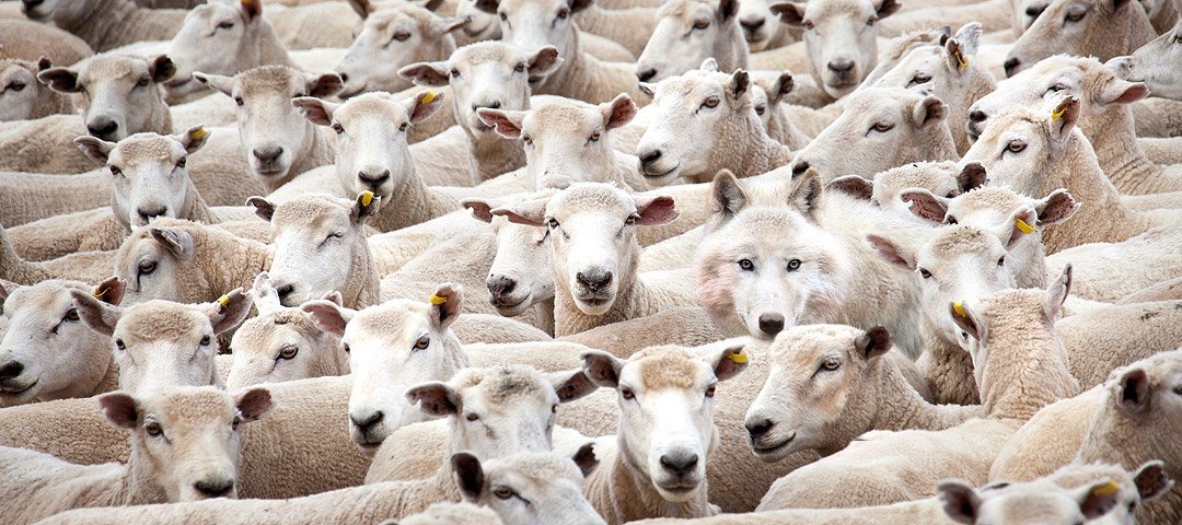 wolf among sheep